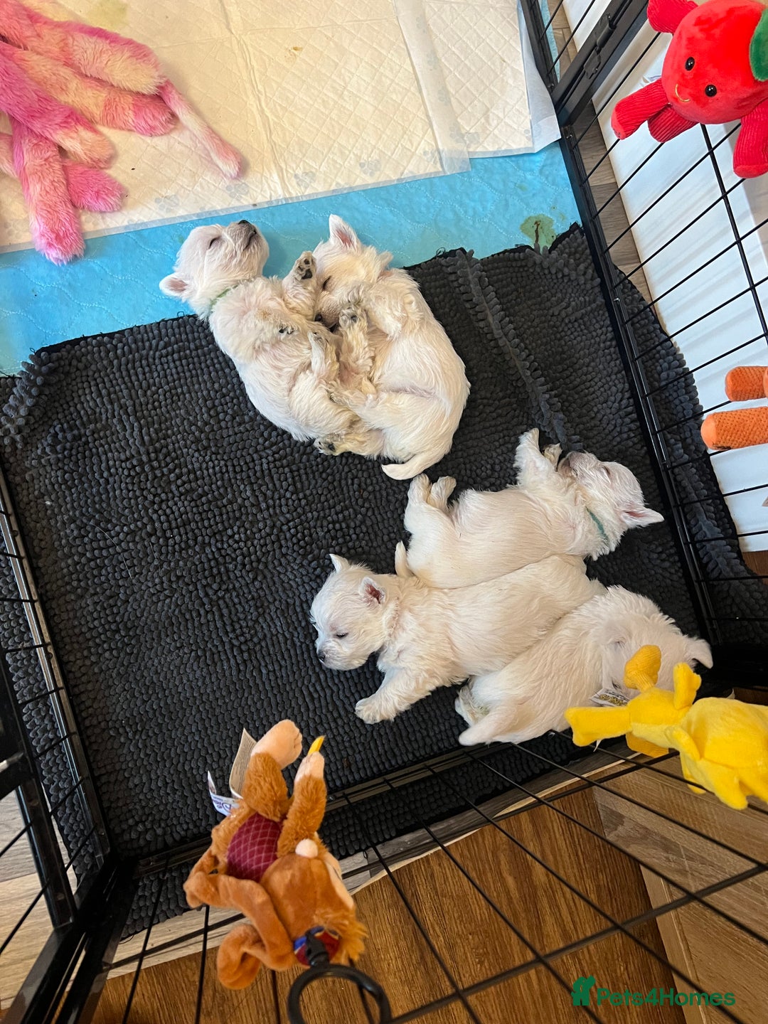 West Highland Terrier dogs for sale: !!CHAMPION LINES!! West highland terriers  - Image 2