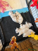 West Highland Terrier dogs - Advert 9