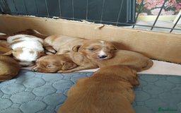 Cockalier dogs for sale: Cockerliers  f1 health tested parents - Image 1