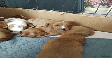 Cockalier dogs - Advert 1