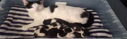 Mixed Breed cats for sale: 8 week old kittens for sale - Advert 7