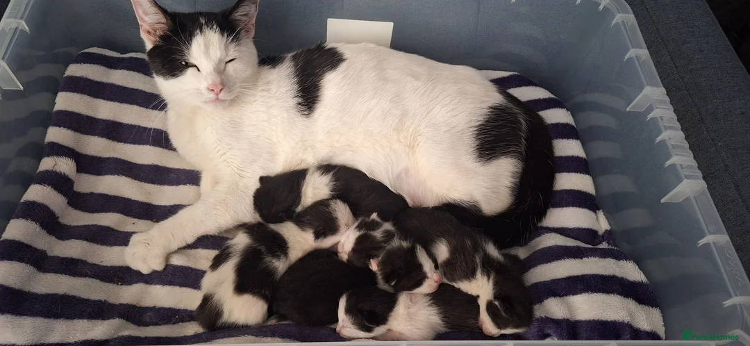 Mixed Breed cats for sale: 8 week old kittens for sale - Advert 7