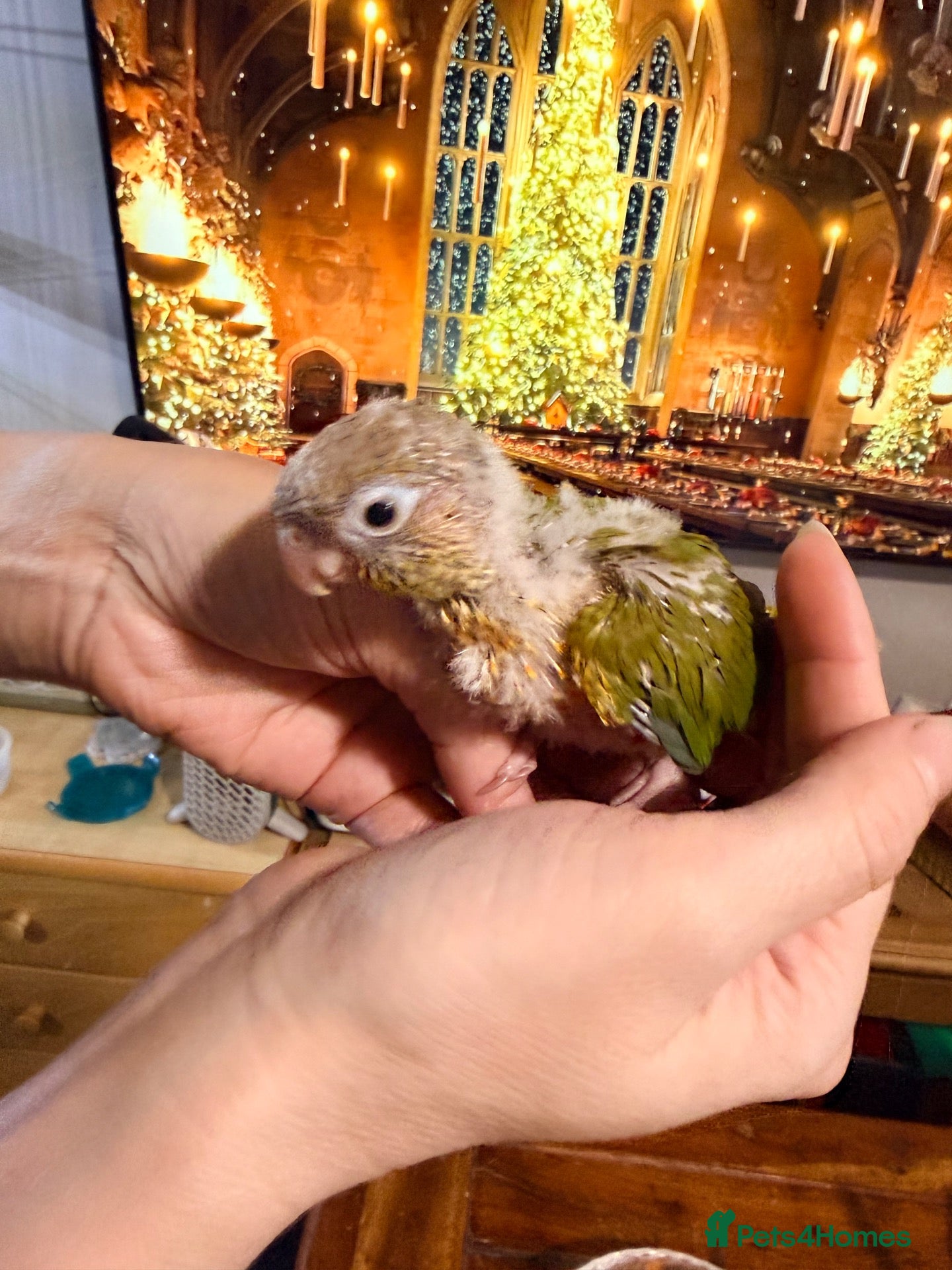 Conures birds Five Beautiful Pineapple Green-Cheek Conure Babies - Advert 2