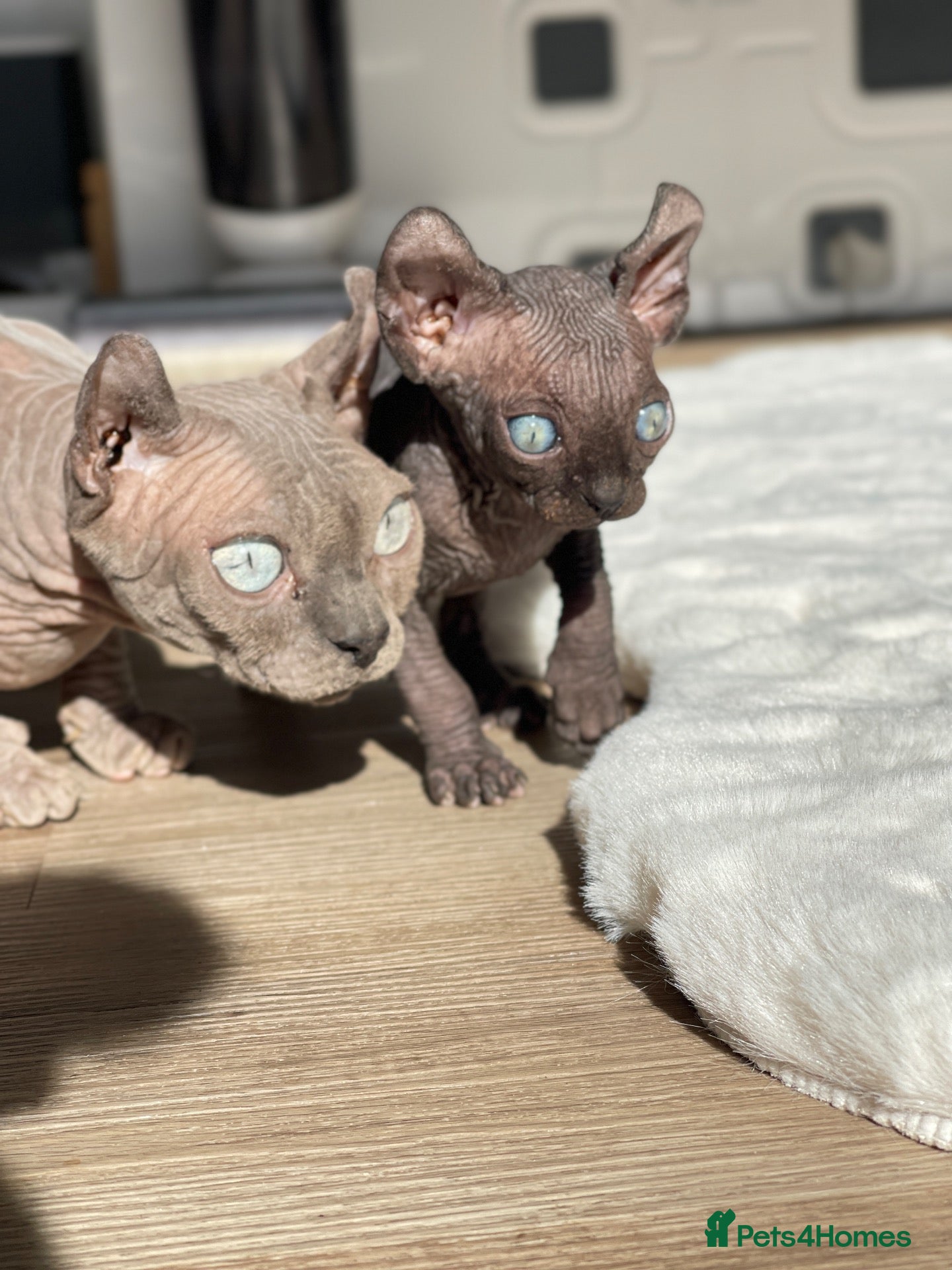 Sphynx cats 🐾 Beautiful Male Elf Sphynx Kitten  - Advert 7