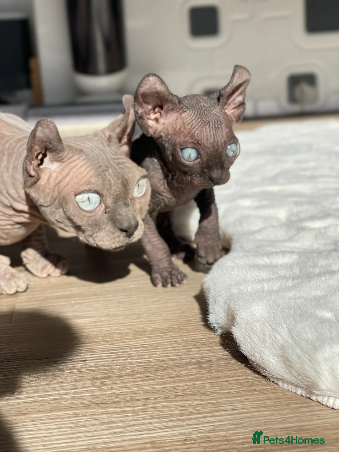 Sphynx cats for sale: 🐾 Beautiful Male Elf Sphynx Kitten  - Advert 1