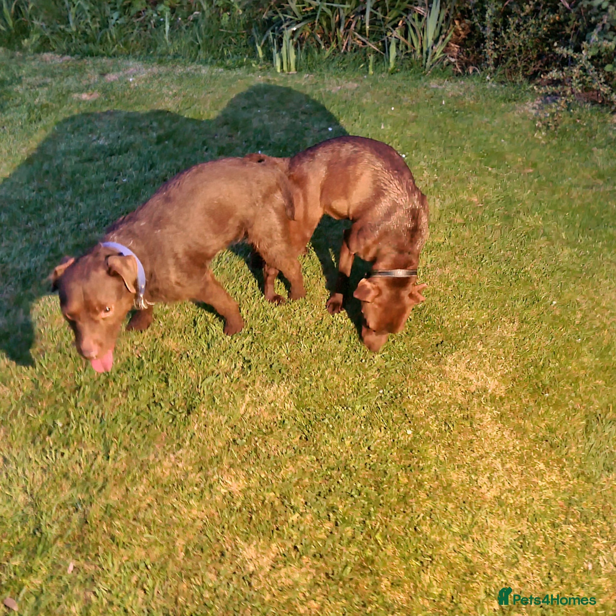 Patterdale Terrier dogs Vinnie up for stud proven - Advert 13