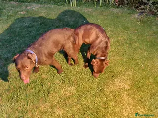 Patterdale Terrier dogs Vinnie up for stud proven - Advert 1