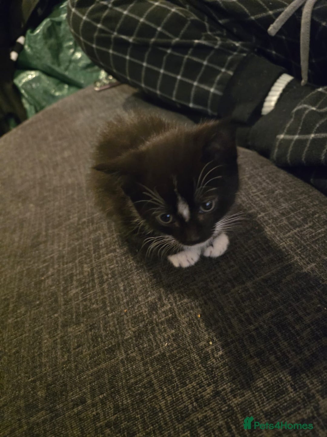 Mixed Breed cats for sale: Kittens  - Advert 5