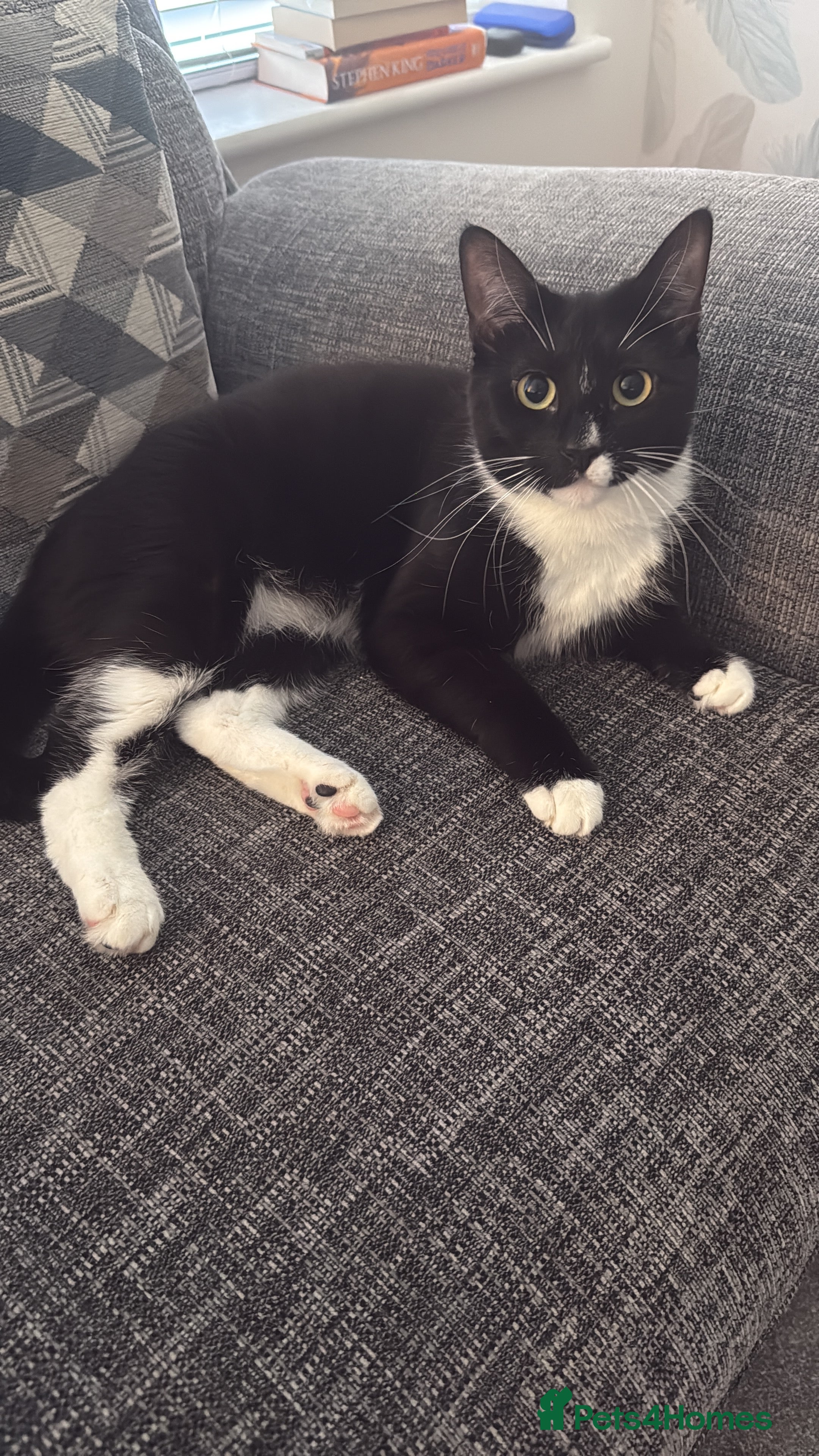 British Shorthair cats Dotty needs a forever home - Advert 1