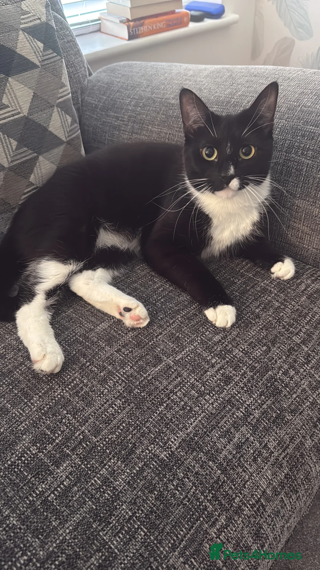 British Shorthair cats for sale: Dotty needs a forever home - Advert 1