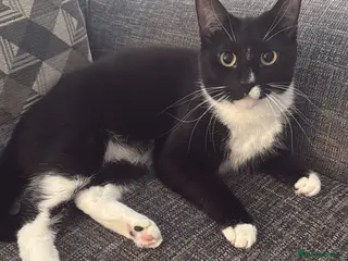 British Shorthair cats Dotty needs a forever home - Advert 1