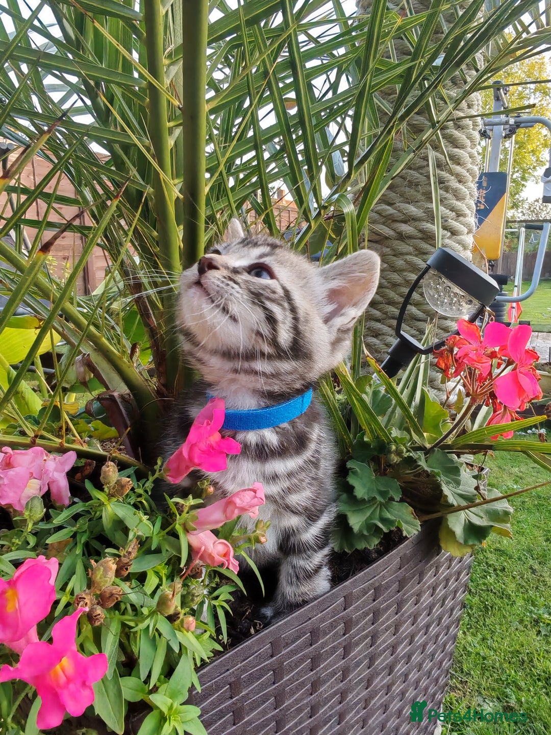 Mixed Breed cats for sale: Cute Bengal mix Kittens looking for loving homes🐱 - Image 19