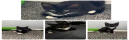 Mixed Breed cats for sale: Beautiful rescue babies  - Advert 4