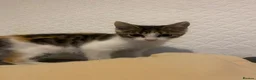 Mixed Breed cats for sale: Kitten for sale  - Advert 2