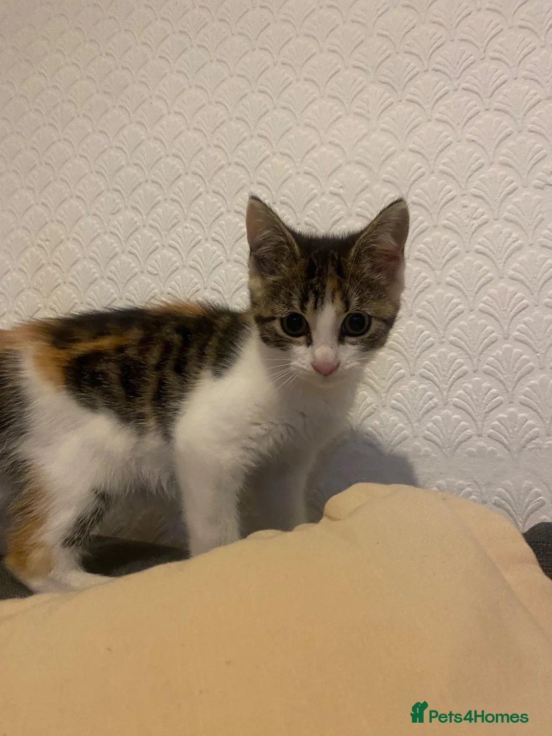 Mixed Breed cats for sale: Kitten for sale  - Advert 2