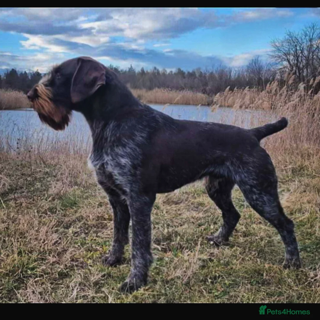 German Wirehaired Pointer dogs for stud: Imported Gwp stud  - Advert 1