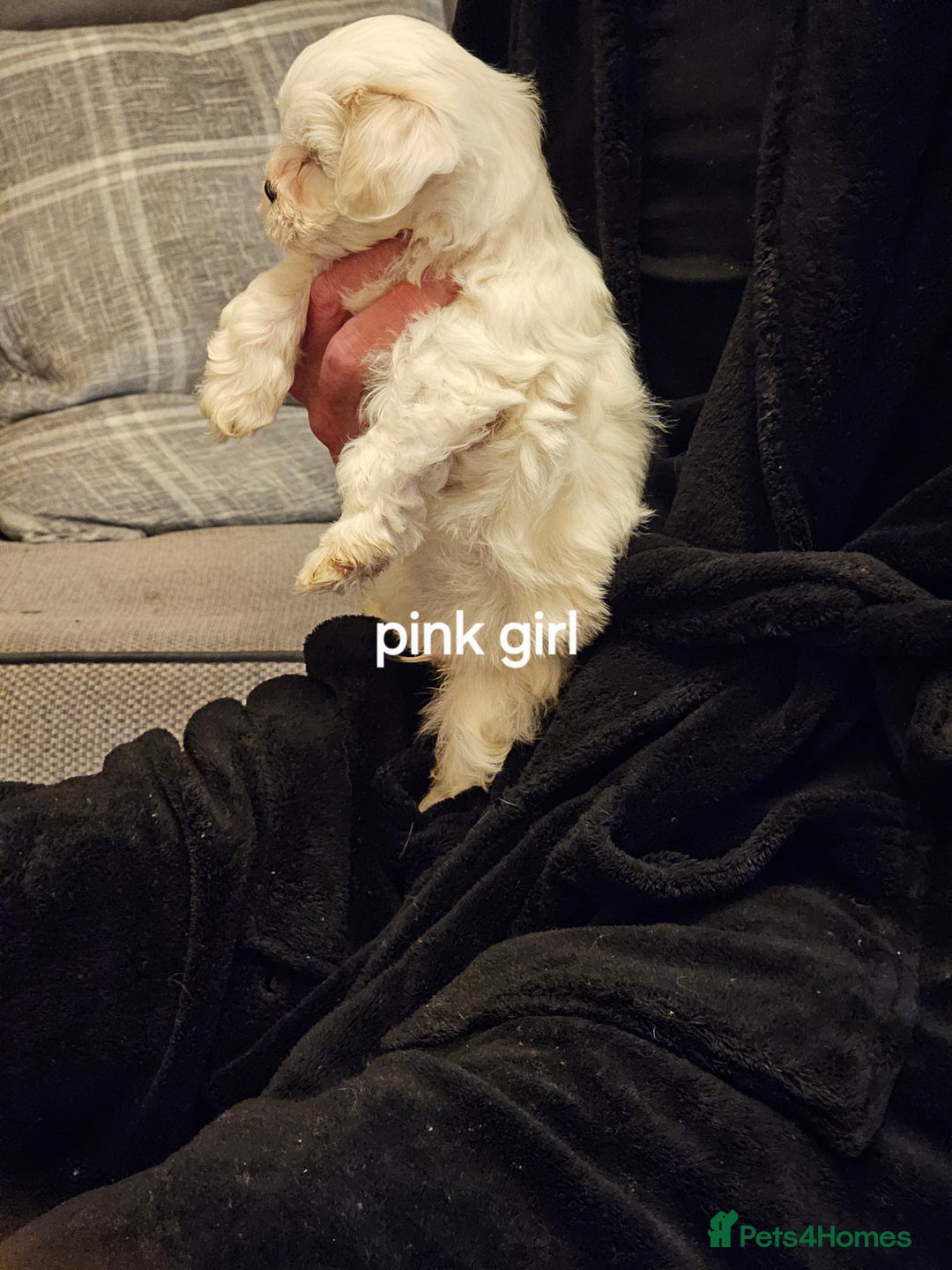 Malshi dogs for sale: GORGEOUS MALSHI PUPPIES AVAILABLE - Advert 9