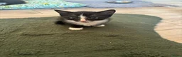 Mixed Breed cats for sale: 2 gorgeous kittens - Advert 10