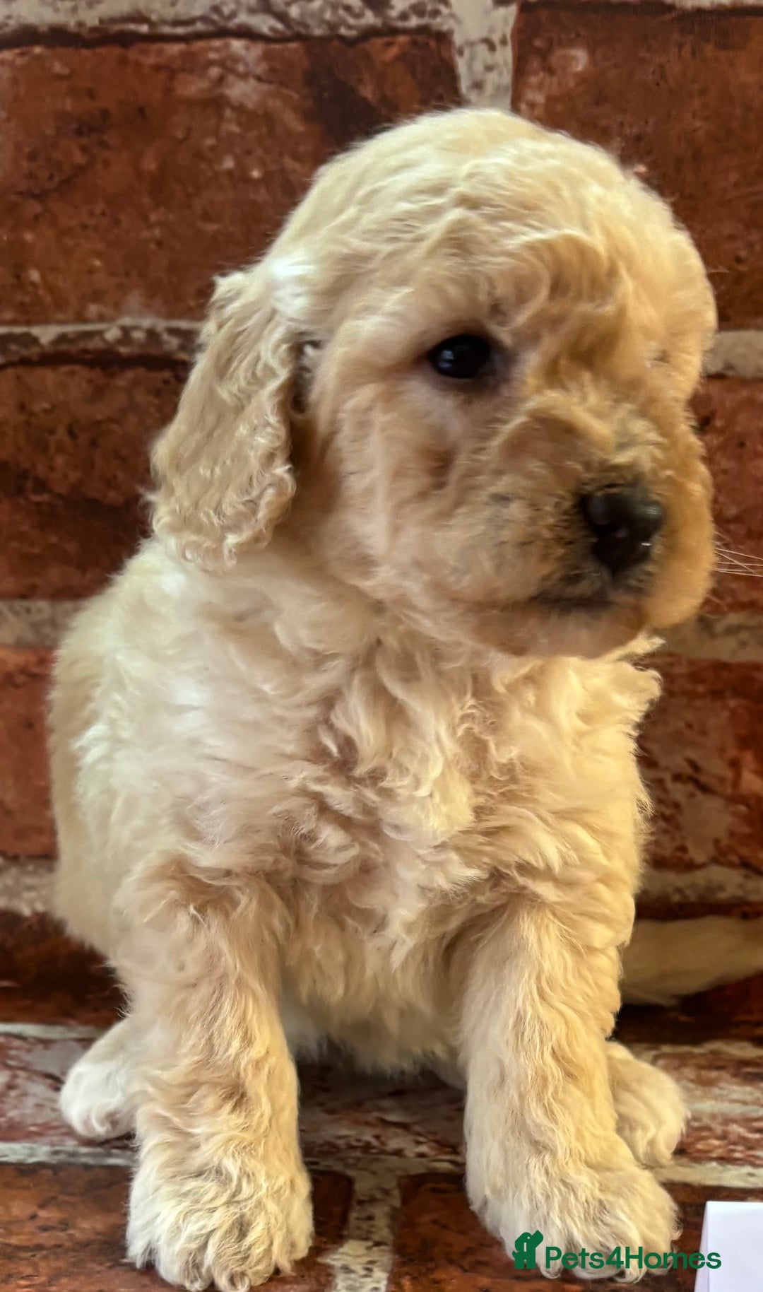 Cockapoo dogs for sale: Cockapoo Puppies – Well Socialised and beautiful  - Advert 12