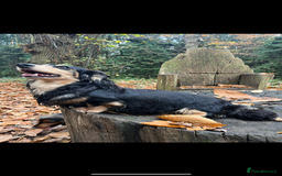 Miniature Dachshund dogs for sale: Highest quality champion line cream long haired  - Image 11