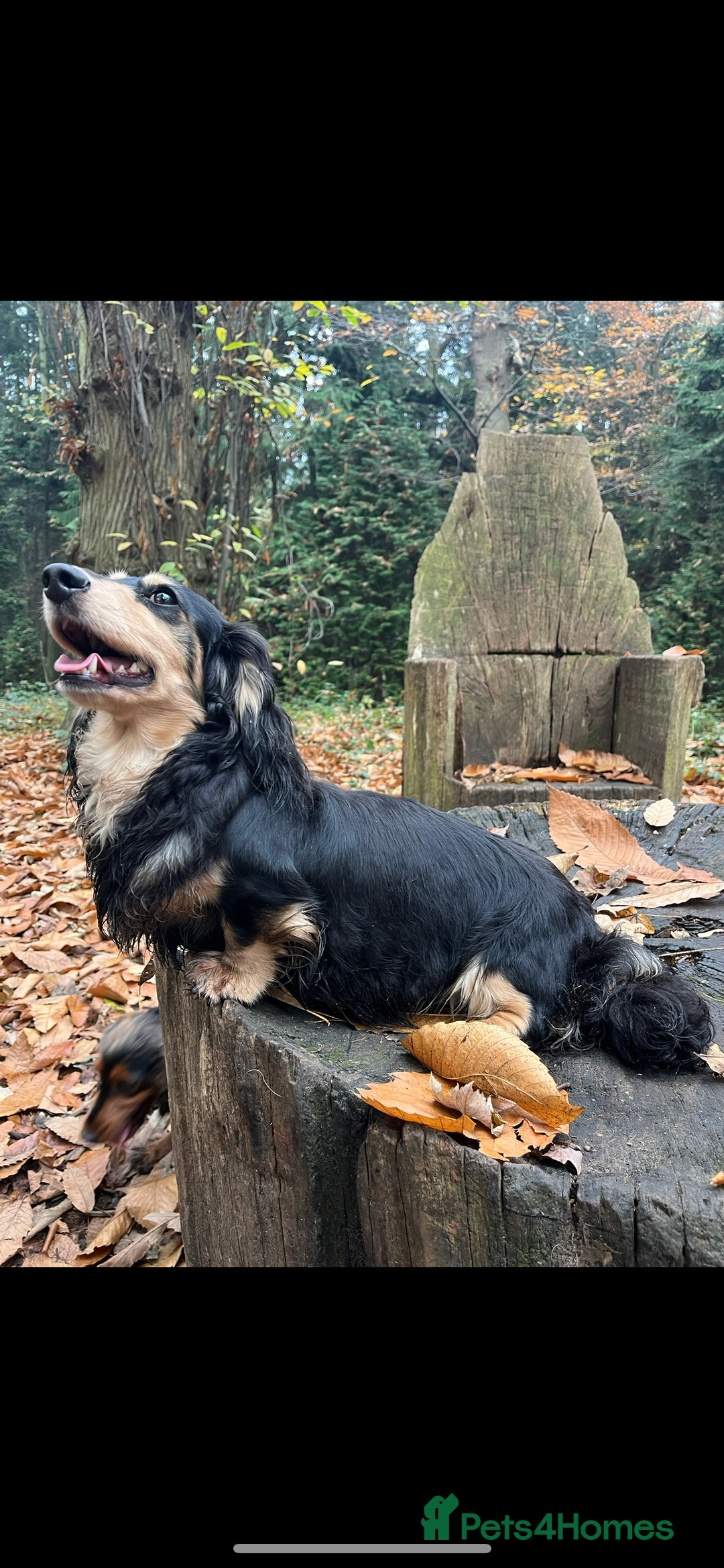 Miniature Dachshund dogs for sale: Highest quality champion line cream long haired  - Image 11
