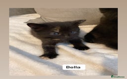 Mixed Breed cats for sale: Female kitten for sale  - Image 4