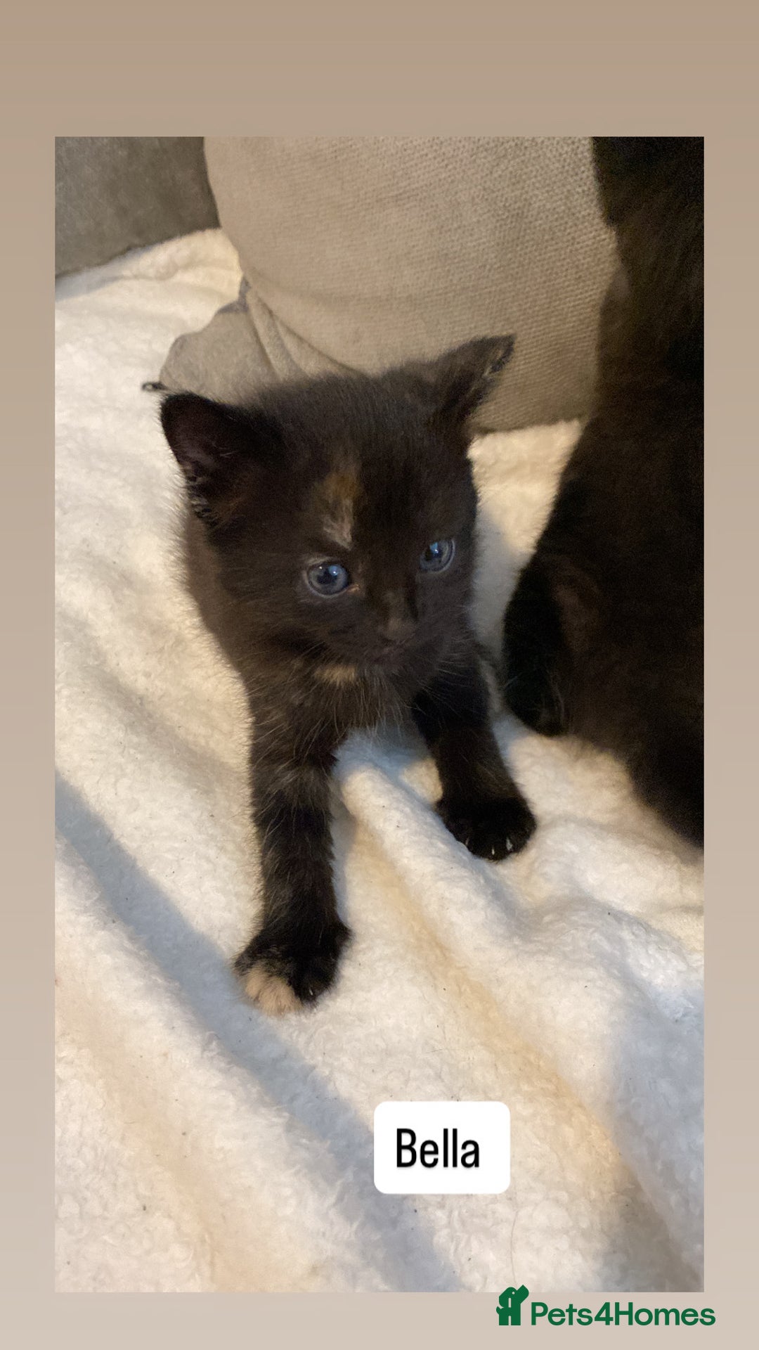 Mixed Breed cats for sale: Female kitten for sale  - Image 4