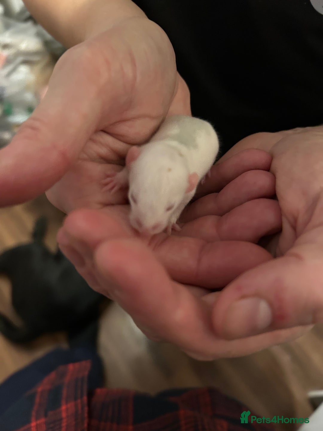 Rat rodents for sale: Fancy Rats - Advert 12