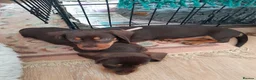 Miniature Dachshund dogs for sale: Miniature wire haired dachshunds in Sturminster Newton - Advert 2