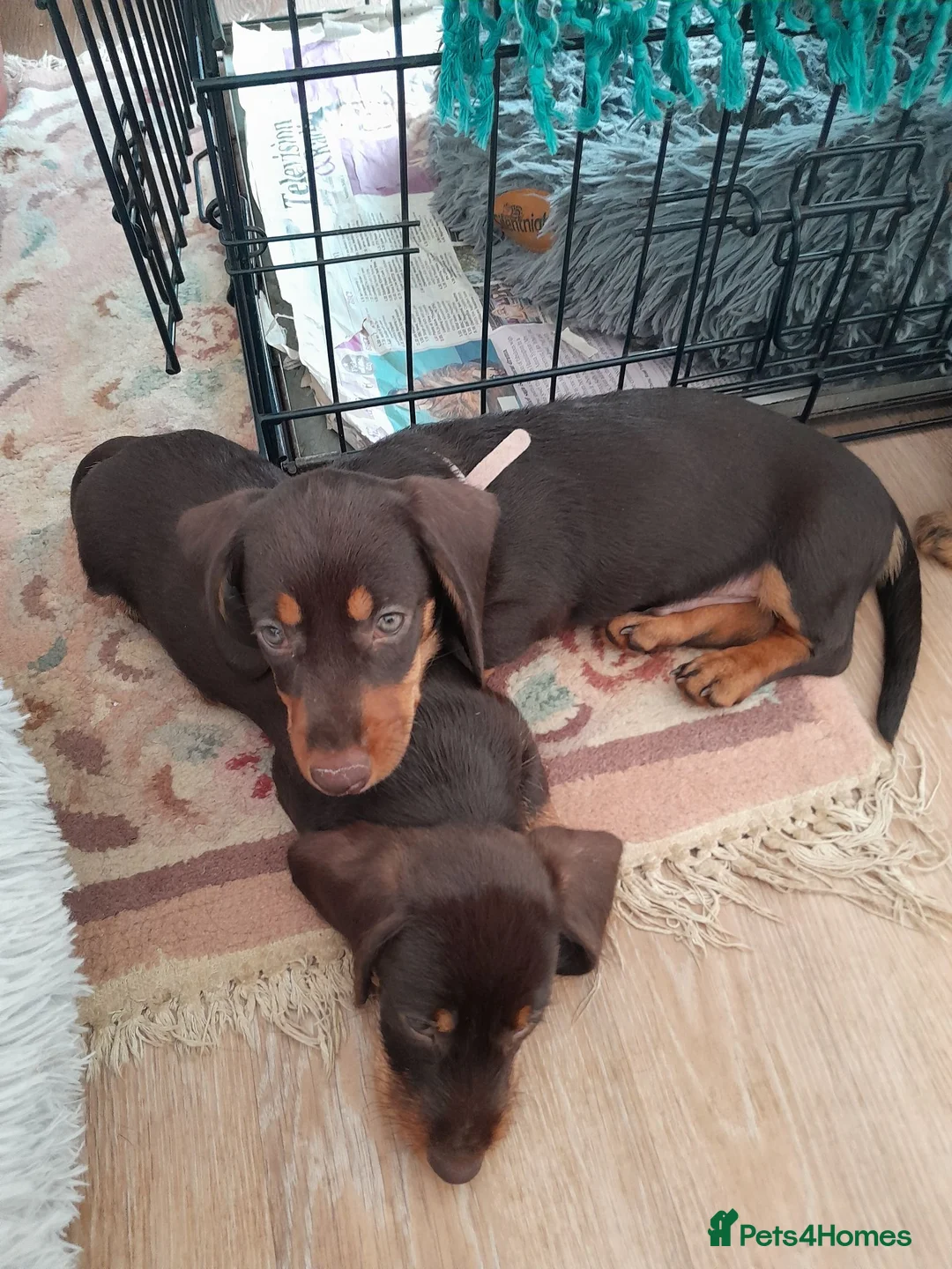 Miniature Dachshund dogs for sale: Miniature wire haired dachshunds in Sturminster Newton - Advert 2
