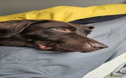 Labrador Retriever dogs for sale: Chocolate brown Labrador  - Image 3