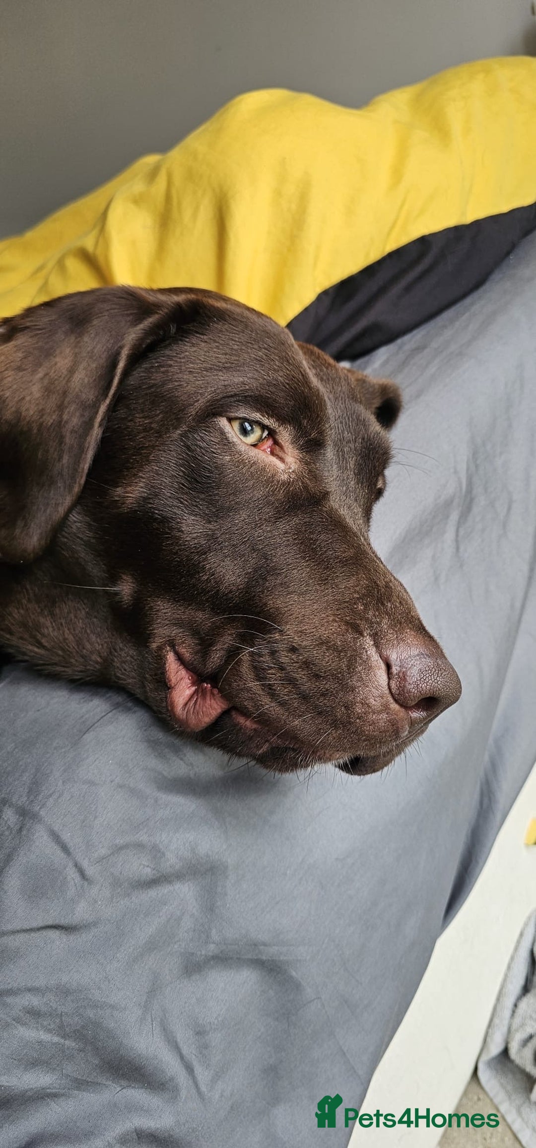 Labrador Retriever dogs for sale: Chocolate brown Labrador  - Image 3