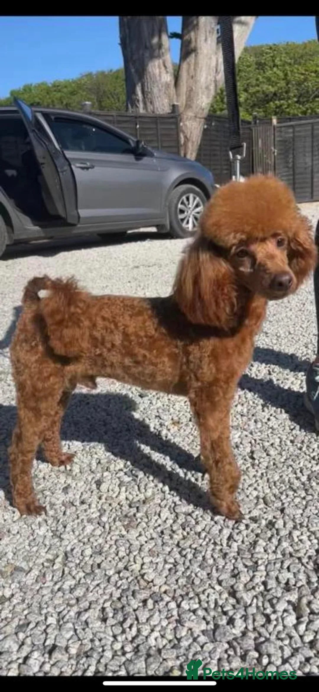 Cavapoo dogs for sale: CAVAPOOS RED TOY SIZE  - Advert 12