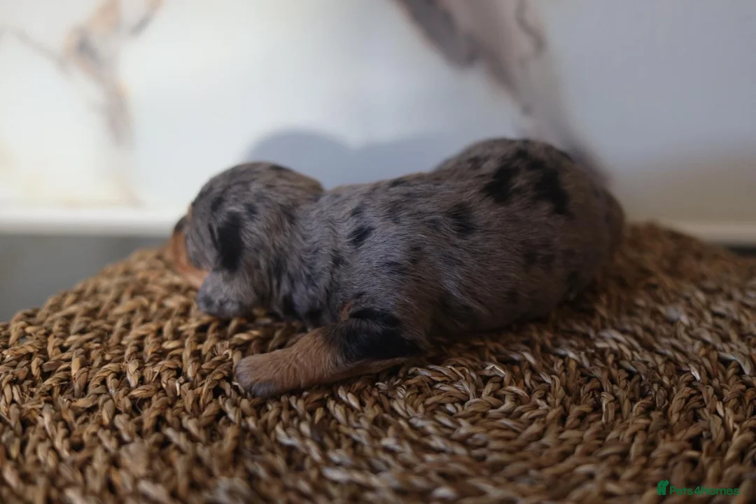 Mixed Breed dogs for sale: Cavapoo x Dachshund puppies  - Advert 40