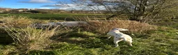 Dalmatian dogs for sale: 8 year old Dalmatian - Polly - liver spotted - Advert 10