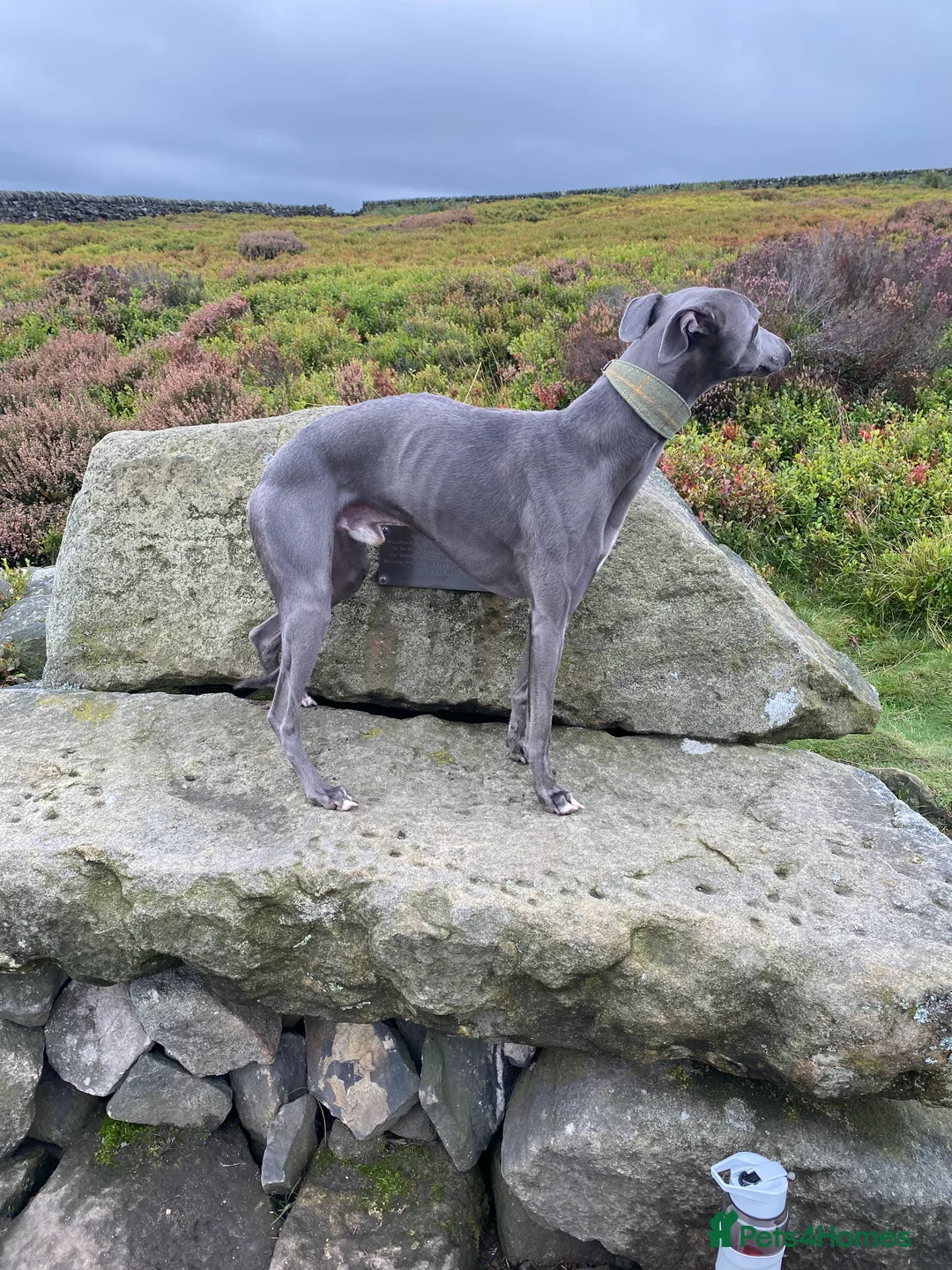 Whippet dogs for stud: KC Registered Blue Whippet Proven Stud Dog in Barnsley - Advert 7