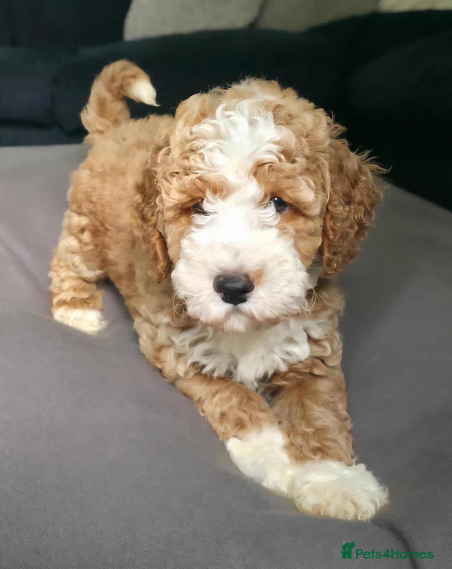 Cockapoo dogs 4 Adorable f1 cockerpoo pups 🐶  - Advert 1