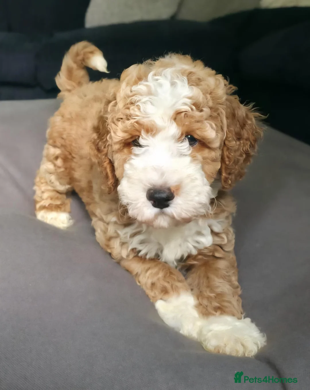 Cockapoo dogs for sale: 4 Adorable f1b cockerpoo pups 🐶  - Advert 1