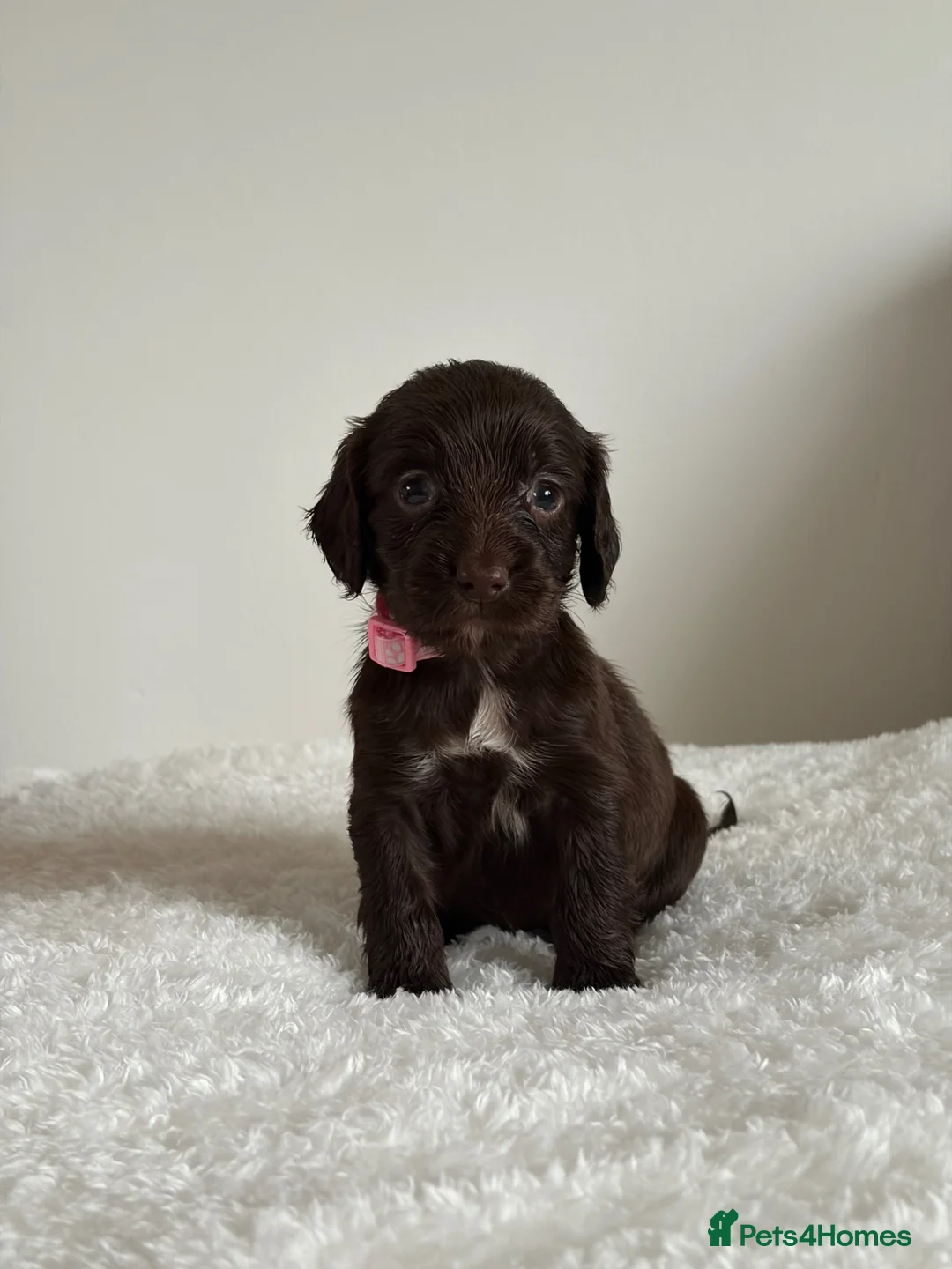 Cocker Spaniel dogs for sale: Cocker spaniel puppies  - Advert 2