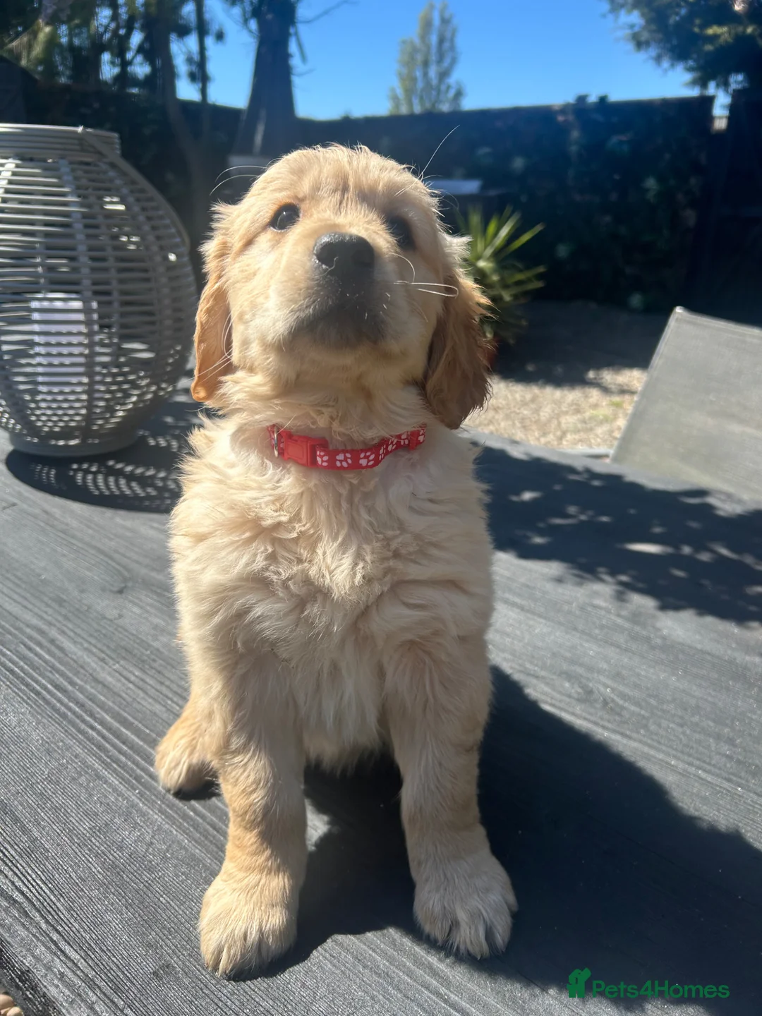 Golden Retriever dogs for sale:  Kc registered golden retriever puppies available - Advert 37