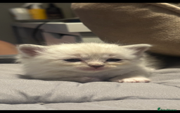 Ragdoll cats for sale: 🐾 Kitten 4 – Male Ragdoll - Image 1