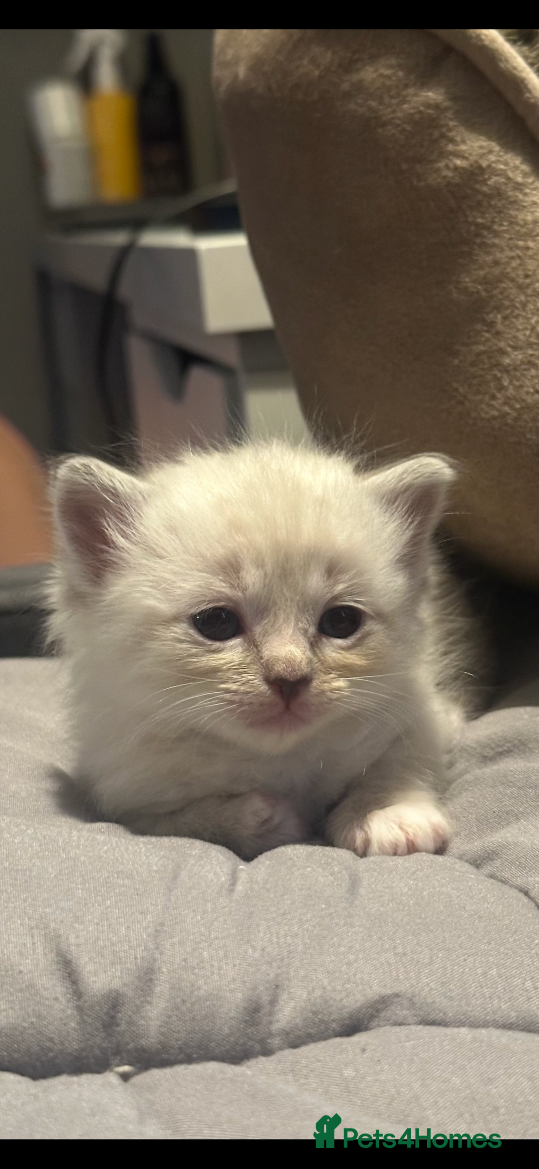 Ragdoll cats for sale: 🐾 Kitten 4 – Male Ragdoll - Image 1