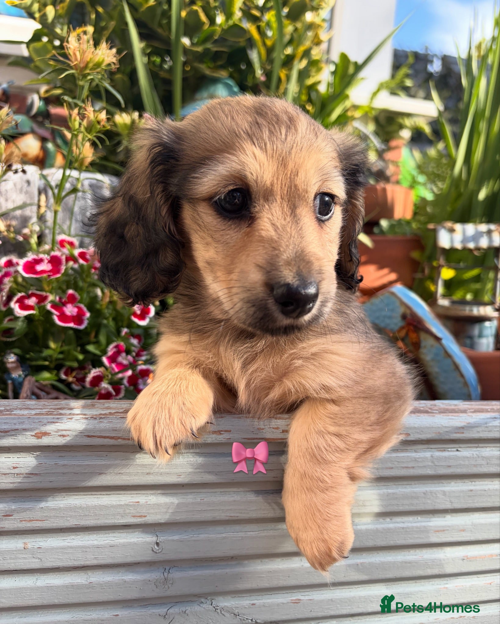 Miniature Dachshund dogs Kennel club registered mini LH Daschunds  - Advert 2