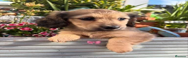 Miniature Dachshund 2