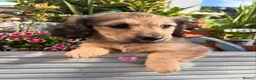 Miniature Dachshund dogs for sale: Kennel club registered mini LH Daschunds  - Advert 4