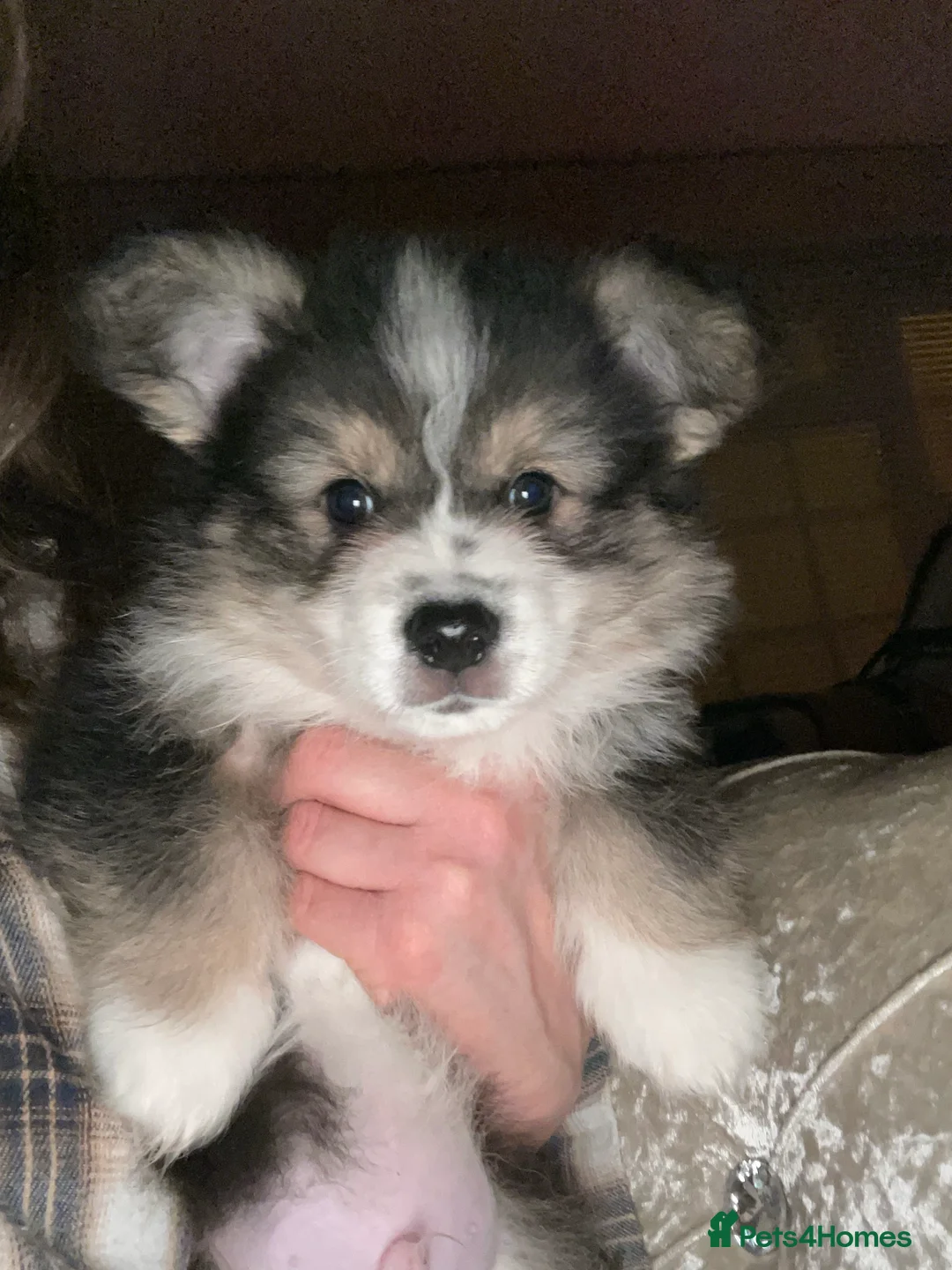 Welsh Corgi Pembroke dogs for stud: TOP QUALITY PROVEN !!! KC Pembroke Corgi for stud in Rugby - Advert 15