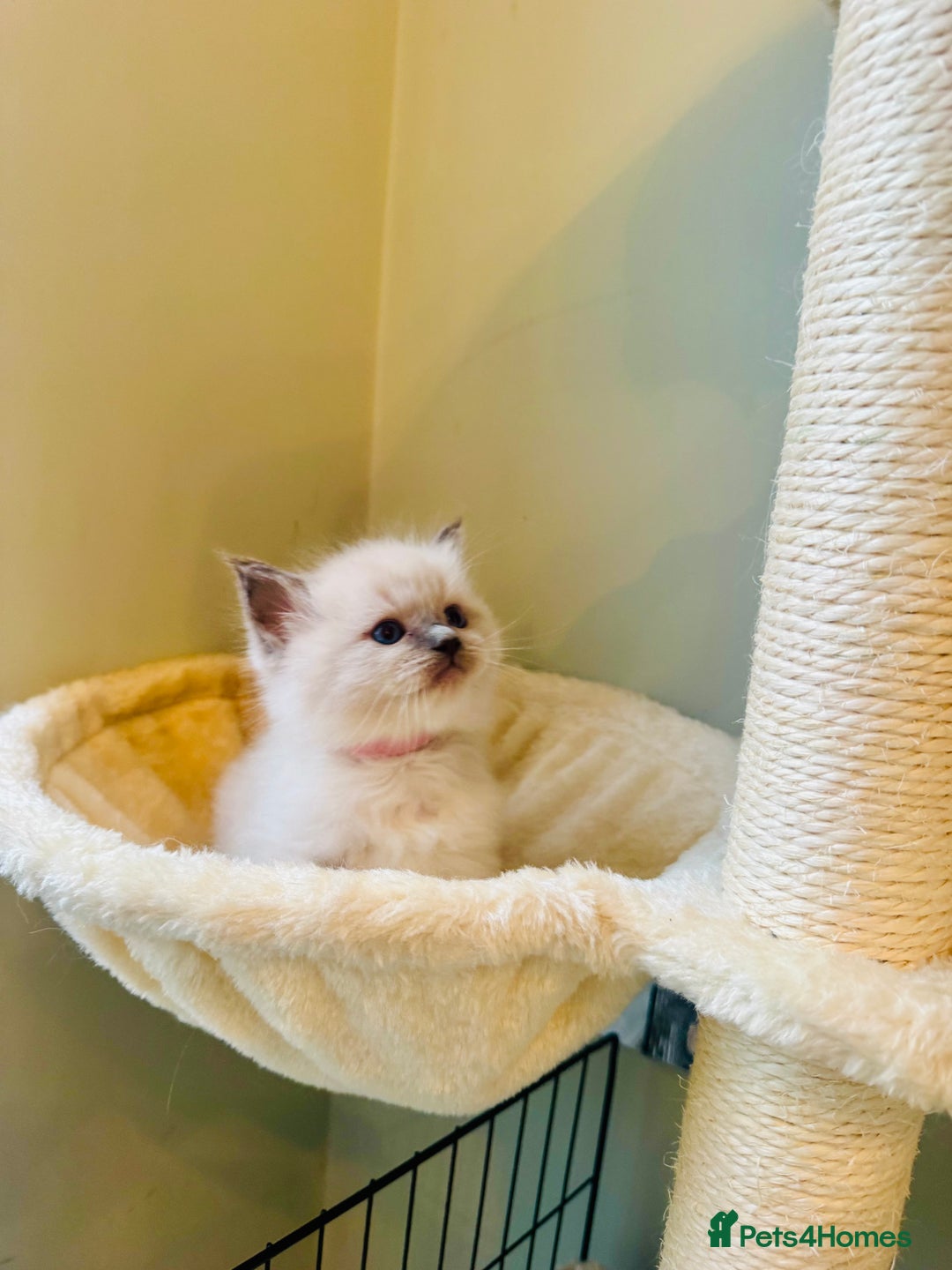 Ragdoll cats for sale: Pure bred blue & lilac point Ragdoll kittens  - Advert 10