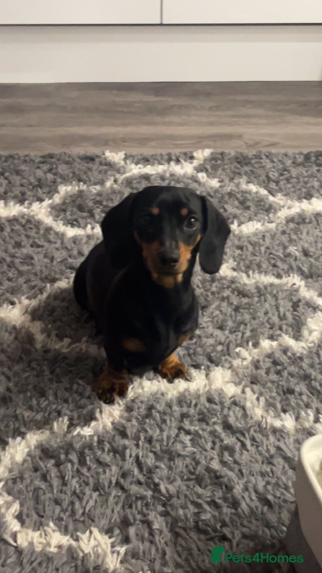 Miniature Dachshund dogs for sale: Miniature female dachshund  - Advert 4