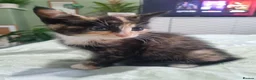 Mixed Breed cats for sale: Beautiful Calico girl - Advert 2