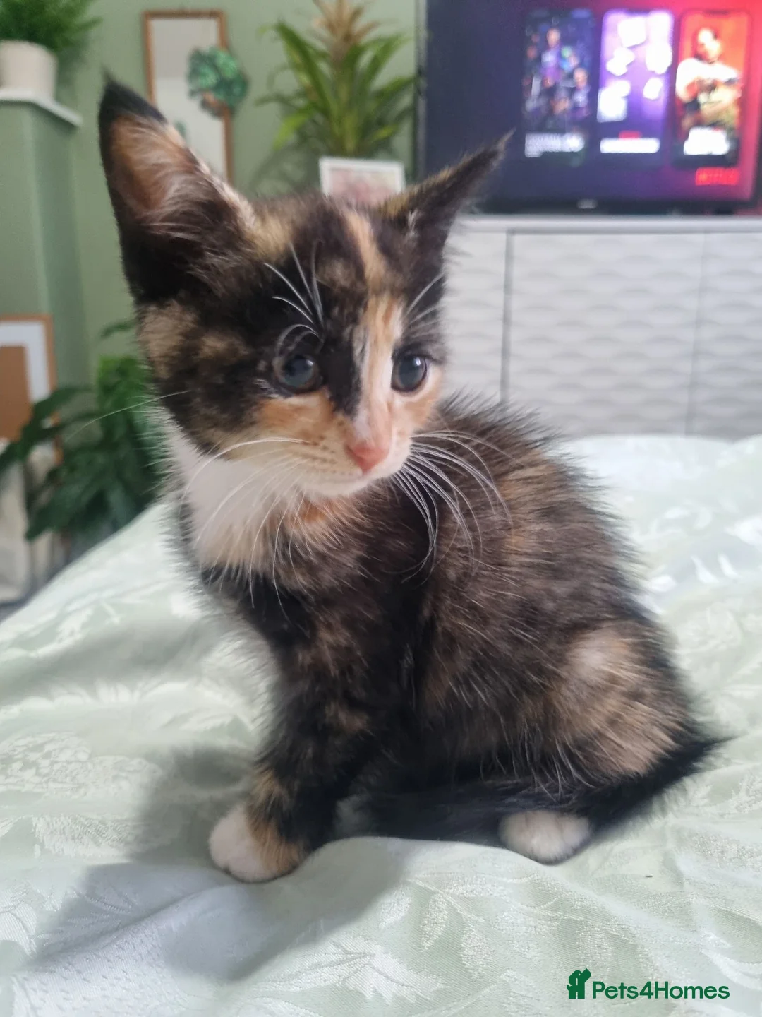 Mixed Breed cats for sale: Beautiful Calico girl - Advert 2